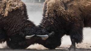 Zwei Büffel kämpfen