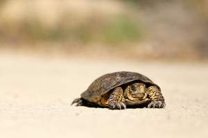 Schildkröte langsam Beschleunigung